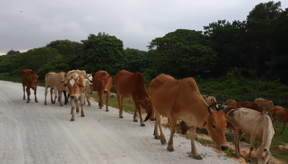 Cows