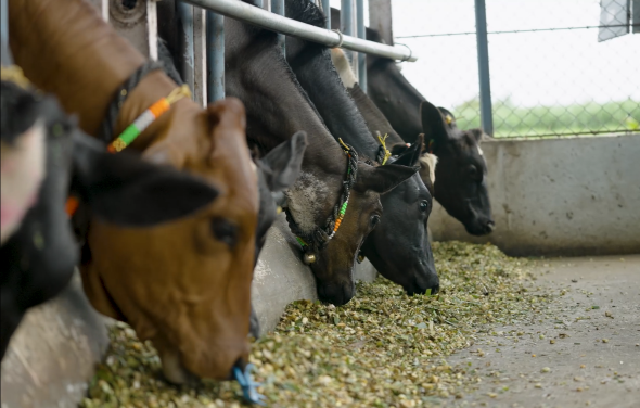Cows Feeding